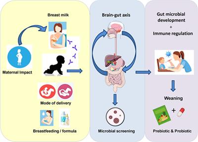 Microbial Therapeutics Designed for Infant Health